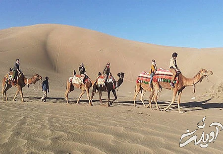  پوشش گیاهی کویر ورزنه, حیوانات کویر ورزنه, کویر ورزنه